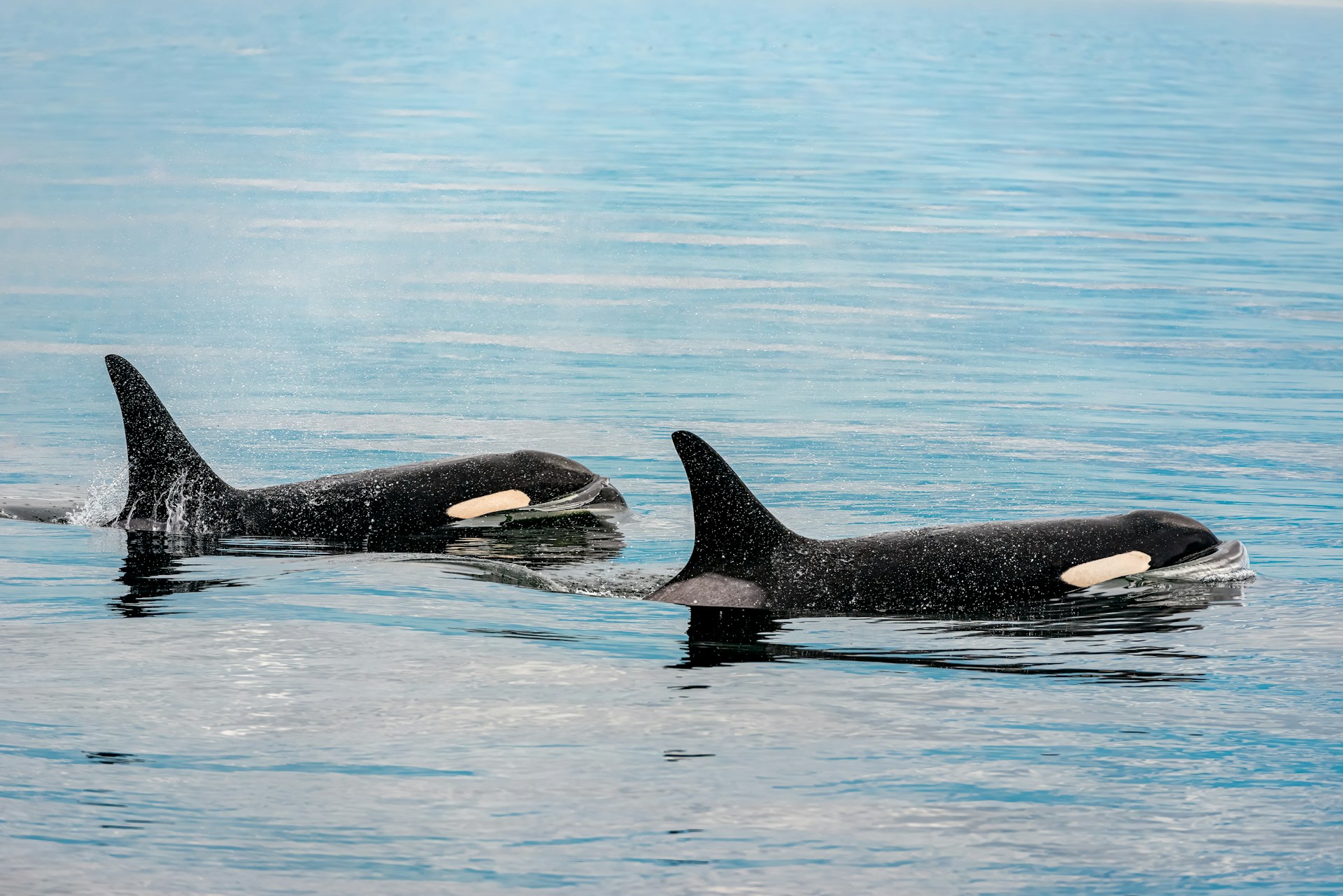 Orkas im Marineland von Antibes: NGOs fordern Verlegung in ein Meeresschutzgebiet