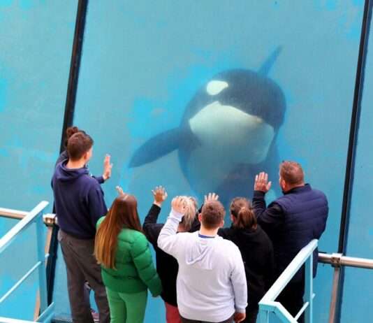 Marineland schließt: Die Zukunft der Orcas steht auf der Kippe Orka_Marineland_Antibes