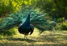 Ausbruch der Vogelgrippe in einem Themenpark in der Dordogne: 80 Vögel betroffen Pfauen_Illustration