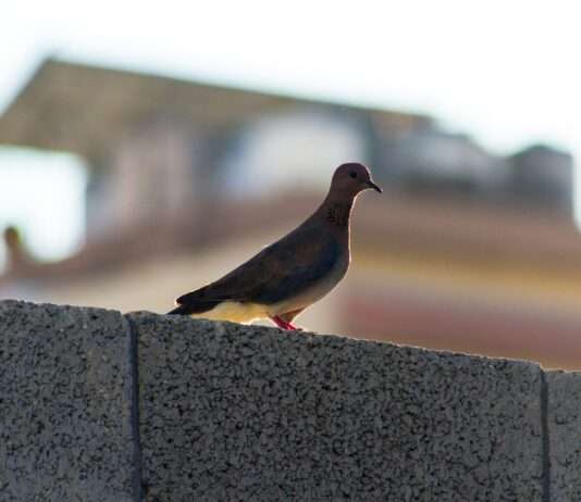Eine fragile Waffenruhe in Gaza: Freilassung israelischer Geiseln und palästinensischer Gefangener beginnt Gaza_Waffenstillstand