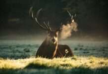 „Könige der Wälder“ in der Schusslinie: Hirschjagd in Elsass sorgt für Kontroversen Hirsch_Jagd