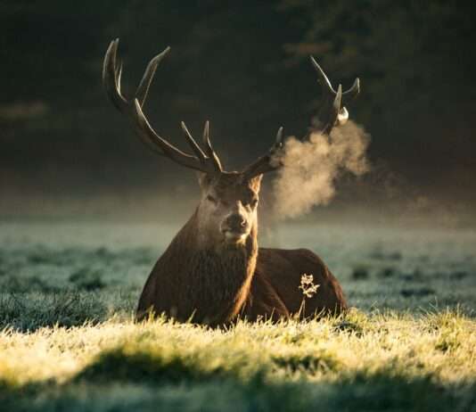 „Könige der Wälder“ in der Schusslinie: Hirschjagd in Elsass sorgt für Kontroversen Hirsch_Jagd