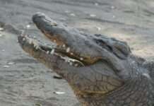 Abenteuer in der Ferme aux Crocodiles: Ein Besuch in Europas größter Krokodilfarm Krokodil