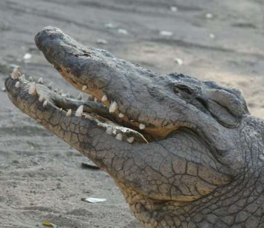 Abenteuer in der Ferme aux Crocodiles: Ein Besuch in Europas größter Krokodilfarm Krokodil