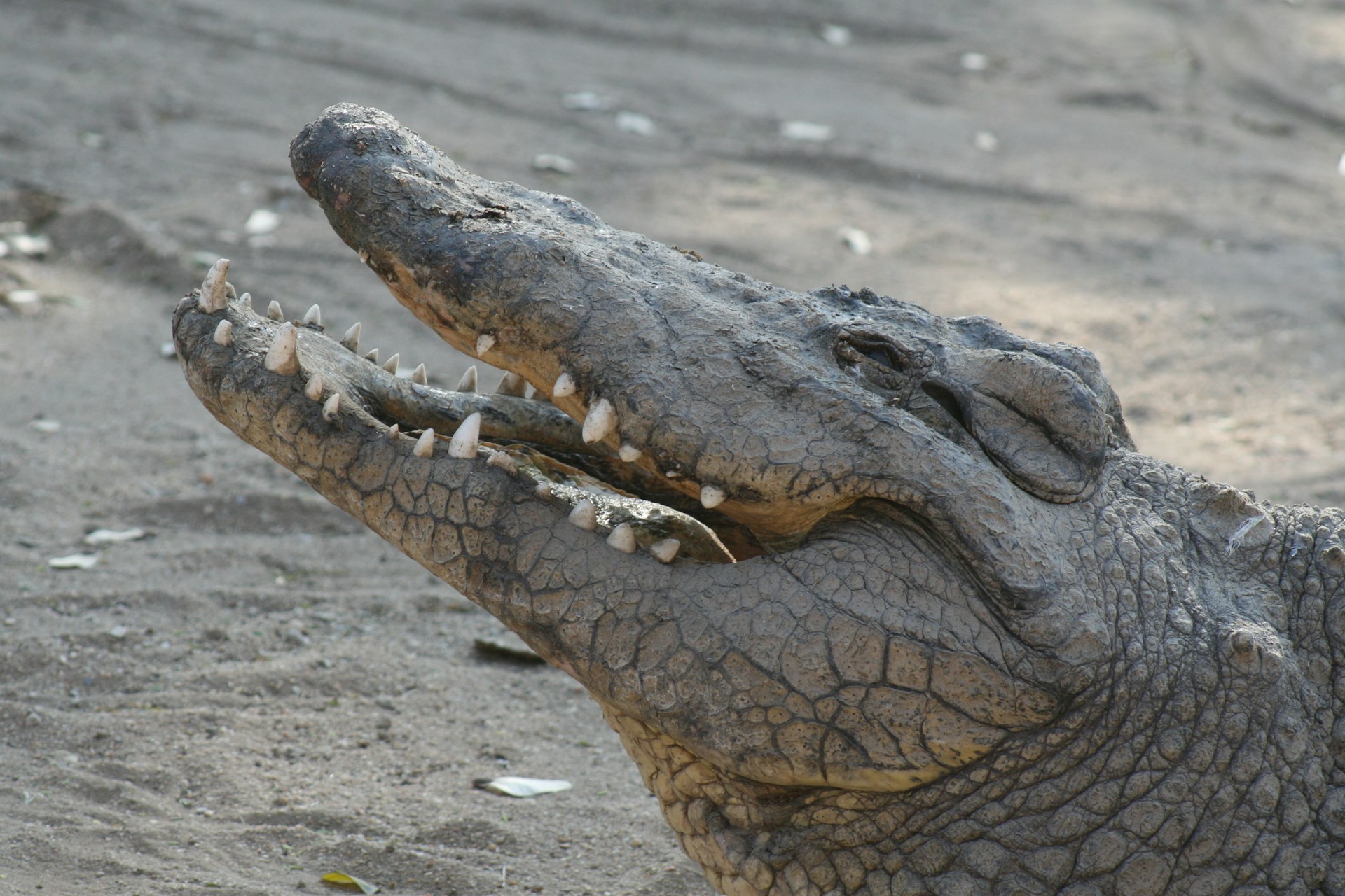 Abenteuer in der Ferme aux Crocodiles: Ein Besuch in Europas größter Krokodilfarm