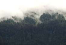 Die Bedrohung der französischen Bergwälder durch den Klimawandel: Eine stille Krise Bergwald_Frankreich