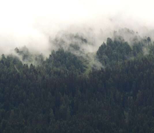 Die Bedrohung der französischen Bergwälder durch den Klimawandel: Eine stille Krise Bergwald_Frankreich