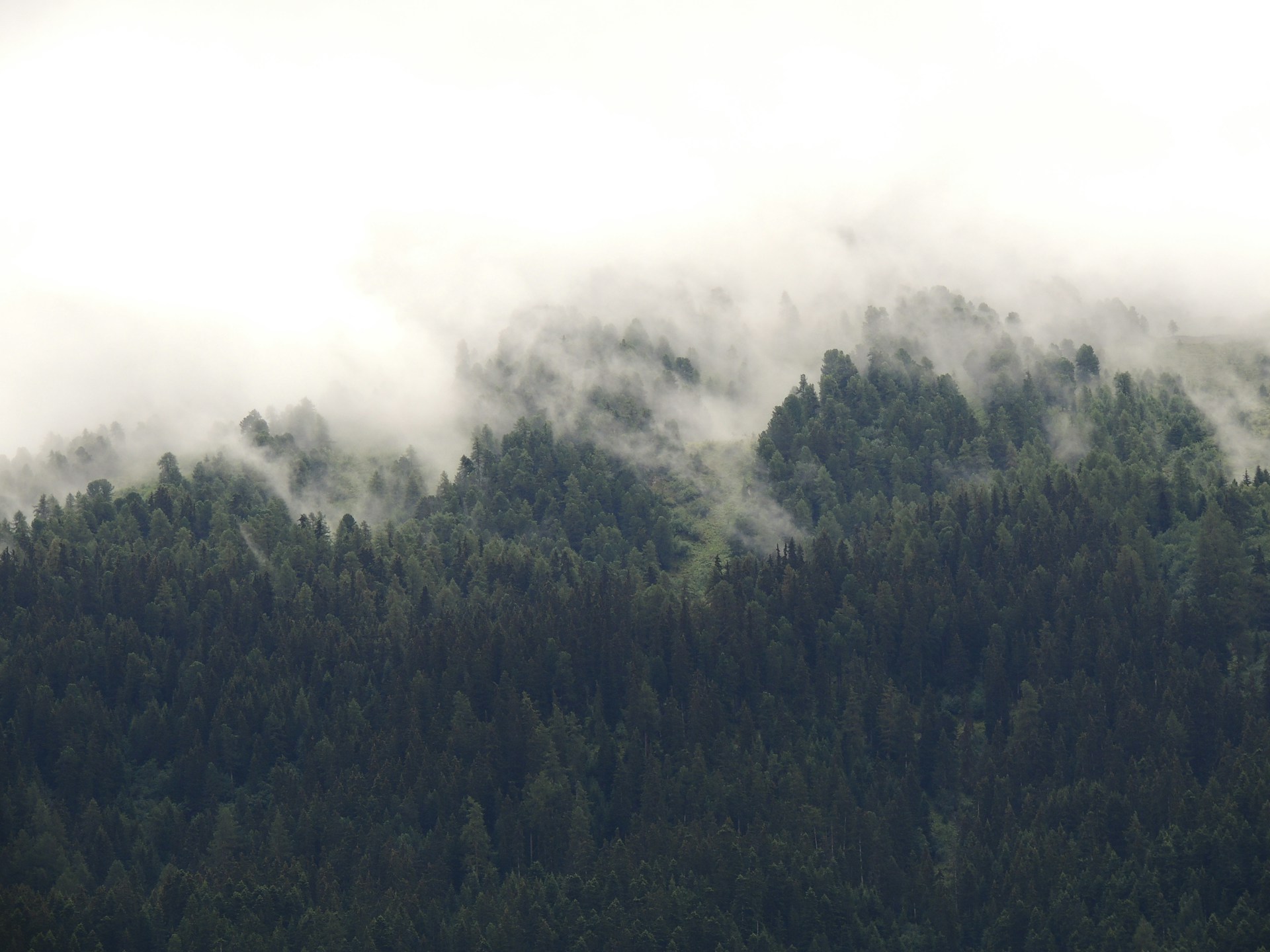 Die Bedrohung der französischen Bergwälder durch den Klimawandel: Eine stille Krise