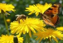 COP 16 in Rom: Durchbruch oder nur ein Kompromiss auf Zeit? Bienen_Schmetterlinge_Biodiversität_Illustration