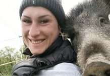 Happy End für Rillette: Die berühmte Wildsau darf bleiben Wildschwein_Rillette