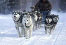 Adrenalin pur in La Plagne: Skifahren, Bobfahren und Hundeschlittenabenteuer Hundeschlitten_Illustration