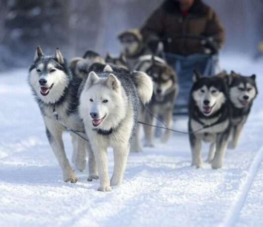 Adrenalin pur in La Plagne: Skifahren, Bobfahren und Hundeschlittenabenteuer Hundeschlitten_Illustration