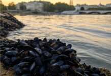 Comeback der Süßwassermuscheln: Die Seine erholt sich – und zeigt, dass Naturschutz wirkt Miesmuscheln_Seine_Paris_Illustration