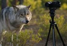 Rückkehr mit Wolfsgeheul – Wie der Canis lupus das Gleichgewicht in den Landes aufmischt Wolf_Film_Foto_Illustration