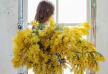 Der Frühling kommt zu früh – wie der Klimawandel die Mimosenernte in den östlichen Pyrenäen durcheinanderwirbelt Mimosa