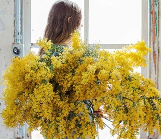 Der Frühling kommt zu früh – wie der Klimawandel die Mimosenernte in den östlichen Pyrenäen durcheinanderwirbelt Mimosa