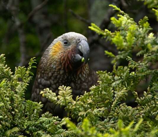 Biodiversitätskonferenz in Rom: Weichenstellung für die Zukunft der Artenvielfalt Biodiversität_Artenvielfalt