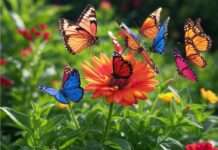 Das große Sterben der Schmetterlinge: Warum uns ihr Verschwinden beunruhigen sollte Biodiversität_Schmetterlinge_Umweltschutz_Illustration