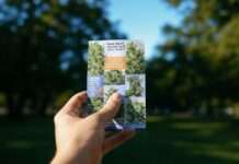 Isère: Drogendealer verteilen Werbeprospekte in Briefkästen Flyer_für_Cannabis_Illustration