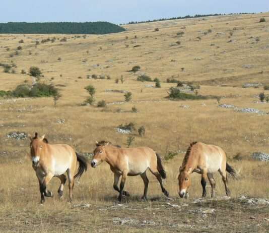 Causse Méjean – Frankreichs wilder Westen mit mongolischem Flair France_Lozère_Causse_Méjean_Chevaux_de_Przewalski_16