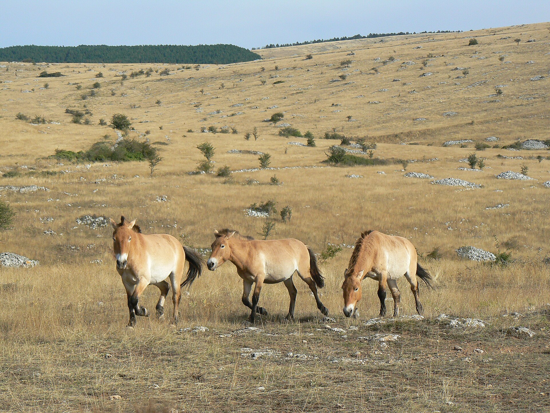 Causse Méjean – Frankreichs wilder Westen mit mongolischem Flair