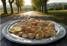 Bretagne: Die Jakobsmuschel und ihre Wächter Jakobsmuscheln_Illustration