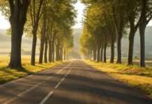 Sicherheit oder Naturschutz? Die Debatte um Platanen an Landstraßen Landstrasse_Platanen_Illustration