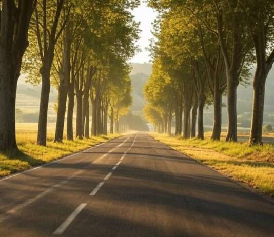 132 Millionen Euro für 6,5 Kilometer – warum ein Straßenbauprojekt im Herzen Frankreichs die Gemüter erhitzt Landstrasse_Platanen_Illustration