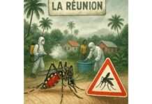 Chikungunya auf La Réunion: Alarmstufe Rot für die französische Insel Mückenplage_La-Reunion-Illustration