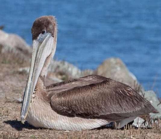 Naturschutz in Übersee: Hunderte neue Tierarten unter Schutz gestellt Pelecanus_occidentalis_at_Bodega_Harbor