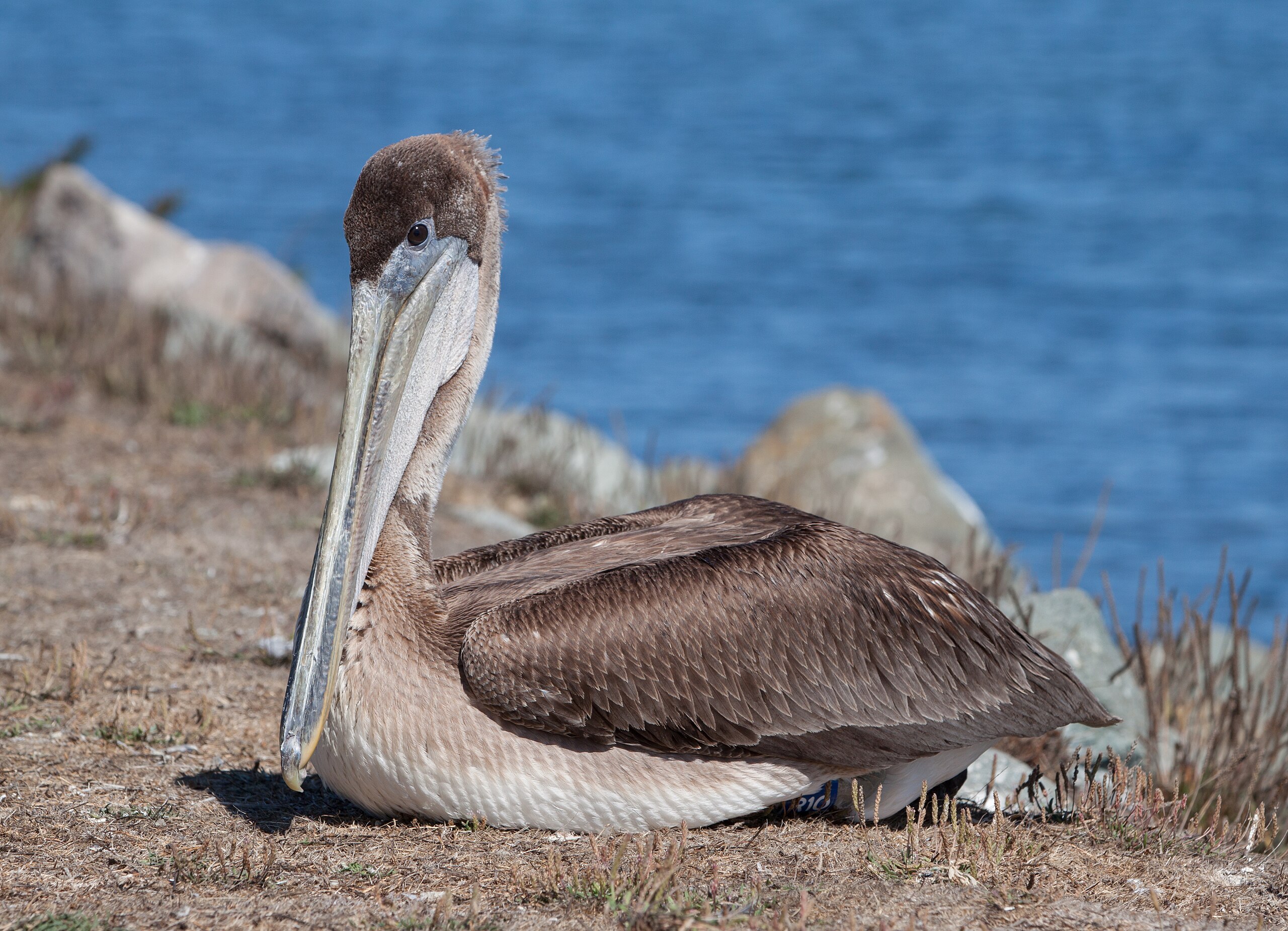Naturschutz in Übersee: Hunderte neue Tierarten unter Schutz gestellt