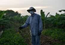 Giftige Doppelmoral – Wie ein verbotenes BASF-Pestizid in Lyon produziert und exportiert wird Pestizide_Plantage_Bananen_Illustration