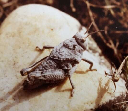 Criquet de Crau: Wie ein unscheinbarer Grashüpfer zum Symbol des Artenschutzes wird Prionotropis_rhodanica_(Bouches-du-Rhône,_France)