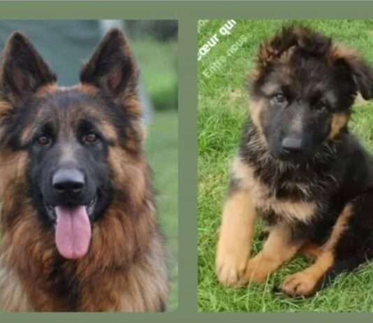 Gestohlene Hündin Texane wiedergefunden – Erleichterung und Wut bei ihrem Besitzer Texane_ScreenX