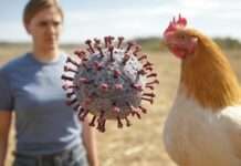 Zwischen Festtagsbraten und Virusalarm – Was Frankreichs Vogelgrippe-Fall auch Deutschland lehrt Vogelgrippe_H7N9_Illustration