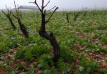 Vernichtende Hagelstürme: Armagnac-Winzer im Gers vor dem Ruin Zerstörter_Weinberg_Hagel_Illustration