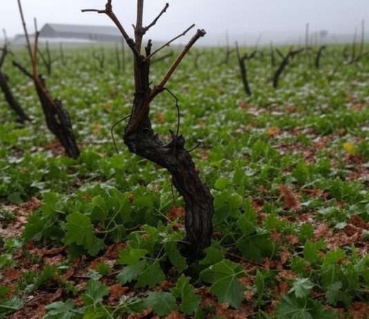 Vernichtende Hagelstürme: Armagnac-Winzer im Gers vor dem Ruin Zerstörter_Weinberg_Hagel_Illustration