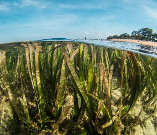 Welttag des Seegrases: Das vergessene Wunder der Ozeane Seegras