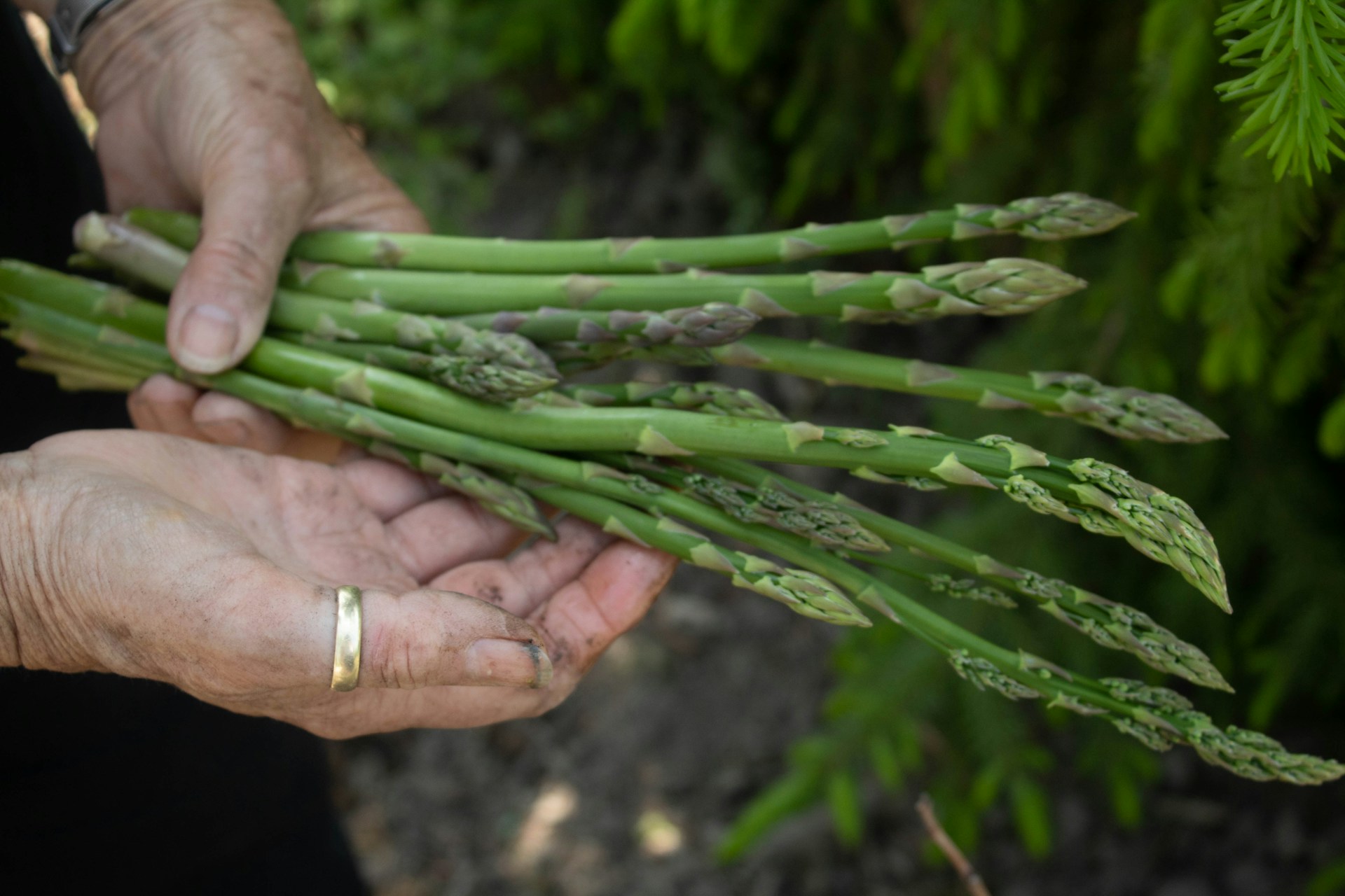 Frühlingsernte im Gard: Die ersten Spargel sind da!