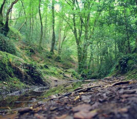 Brocéliande – Im Zauberwald der Bretagne Broceliande