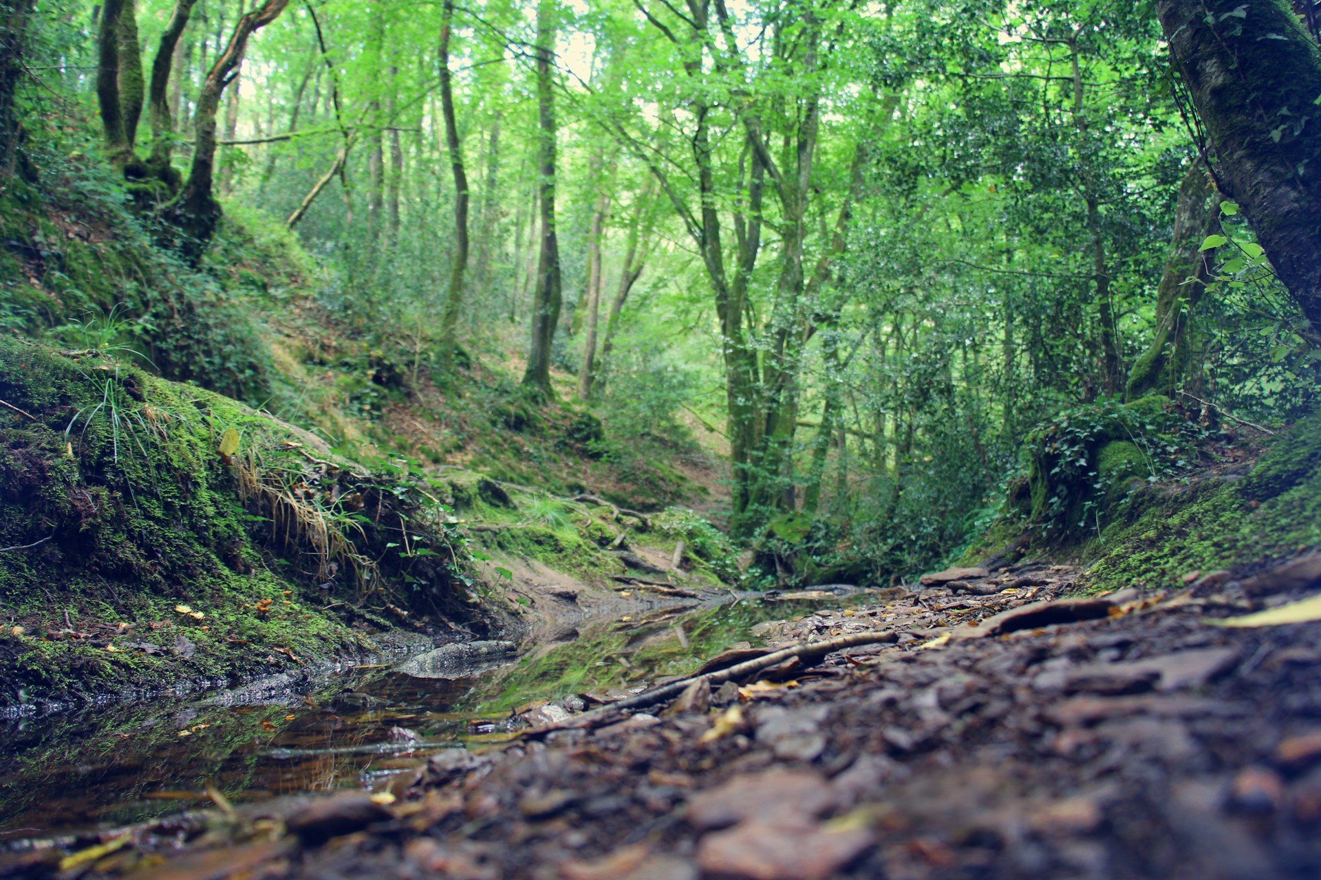 Brocéliande – Im Zauberwald der Bretagne