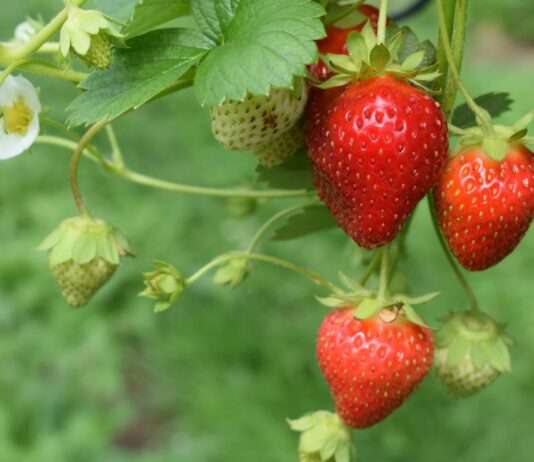 Früher Frühling: Die ersten französischen Erdbeeren sind da Erdbeeren