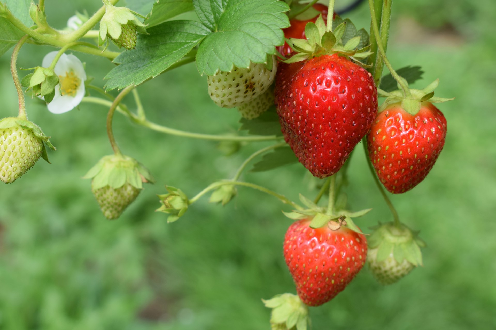 Früher Frühling: Die ersten französischen Erdbeeren sind da