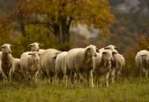 Wolfangriffe in der Nièvre: Zwischen Zorn, Zäunen und Zukunftssorgen Schafe_Weide