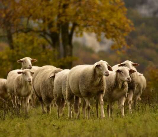 Schüsse auf der Weide – Viehdiebstahl und tote Schafe erschüttern einen Hof im Departement Mayenne Schafe_Weide