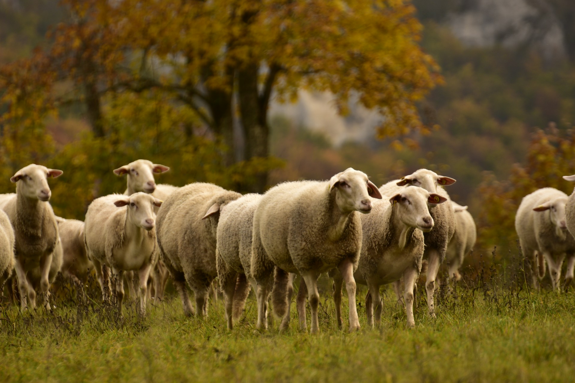 Wolfangriffe in der Nièvre: Zwischen Zorn, Zäunen und Zukunftssorgen