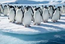 Welt-Pinguin-Tag: Ein Mahnmal in Zeiten ökologischer Rücksichtslosigkeit Tag_der_Pinguine_Illustration