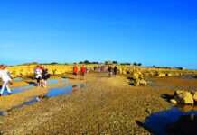 Tatihou bei Ebbe – Wenn das Meer den Weg freigibt Tatihou_Watt