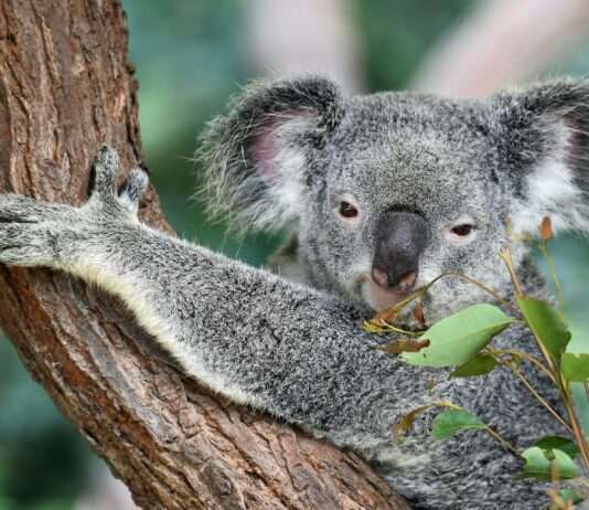 Über 700 Koalas erschossen: Australiens schwerwiegende Entscheidung und weltweite Empörung Koala