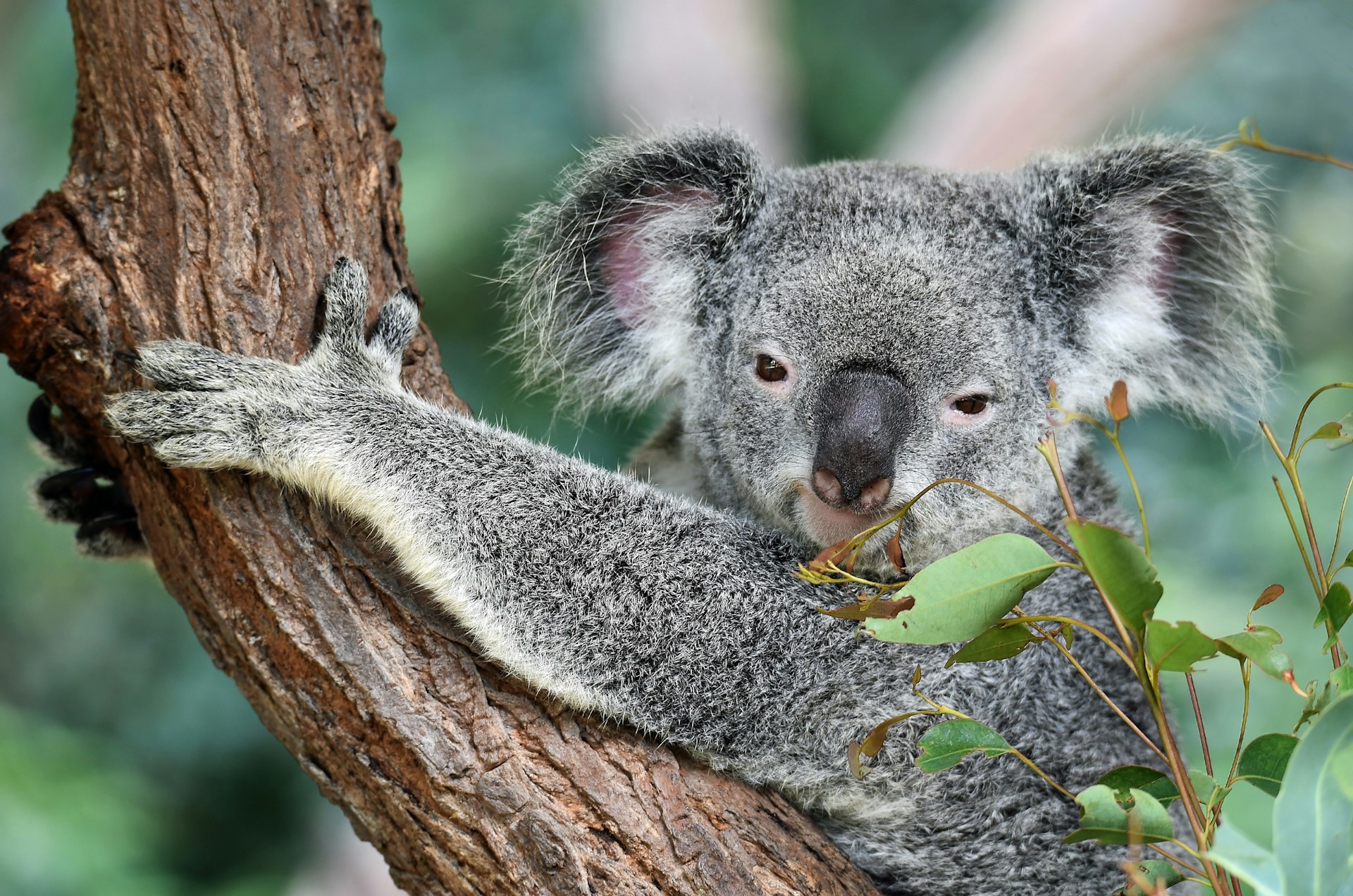 Über 700 Koalas erschossen: Australiens schwerwiegende Entscheidung und weltweite Empörung